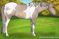 Horse Color:Buckskin Tobiano Appaloosa Rabicano