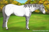 Horse Color:Black Sabino Near Fewspot Rabicano 