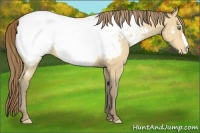 Horse Color:Amber Cream Champagne Snowcap