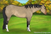 Horse Color:Brown Dun