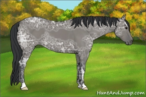 Horse Color:Grullo Ice