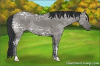 Horse Color:Grullo Ice 