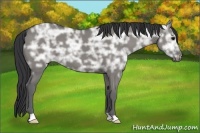 Horse Color:Grullo Ice 