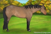 Horse Color:Bay Dun