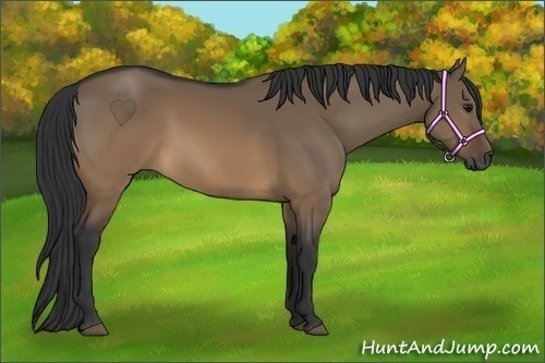 Horse Color:Brown Dun Rabicano 