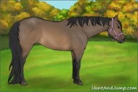 Horse Color:Brown Dun Rabicano