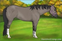 Horse Color:Grullo 