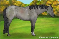 Horse Color:Grullo 