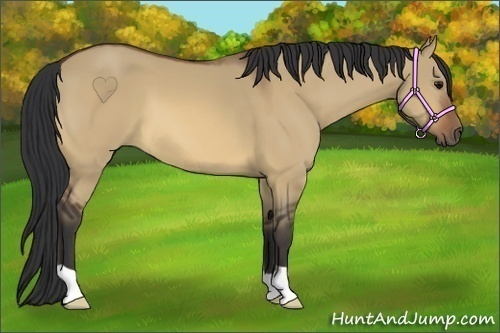 Horse Color:Bay Dun