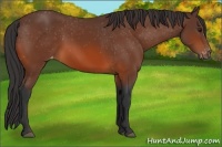 Horse Color:Bay Appaloosa 
