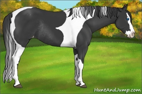 Horse Color:Black Splash Tobiano Varnish Rabicano