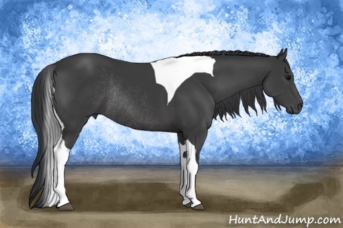 Horse Color:Black Tobiano Rabicano 