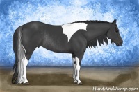 Horse Color:Black Tobiano Rabicano