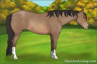 Horse Color:Sable Champagne