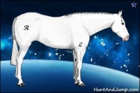Horse Color:Silver Bay Sabino Appaloosa Rabicano 