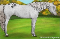 Horse Color:Smoky Black Appaloosa 