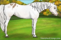 Horse Color:Silver Buckskin Appaloosa Rabicano