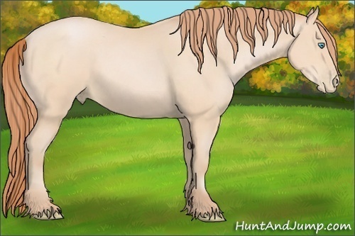 Horse Color:Buckskin Pearl 