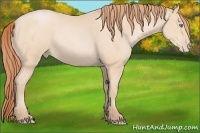 Horse Color:Buckskin Pearl 