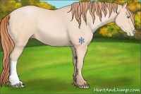 Horse Color:Buckskin Pearl 