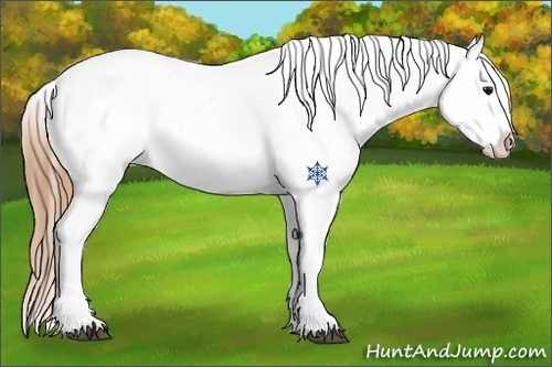 Horse Color:Buckskin Blanket