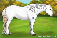 Horse Color:Buckskin Appaloosa 