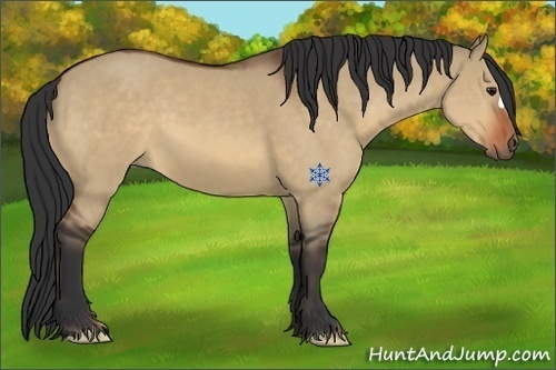 Horse Color:Bay Dun 