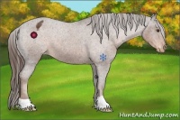 Horse Color:Liver Chestnut Appaloosa 