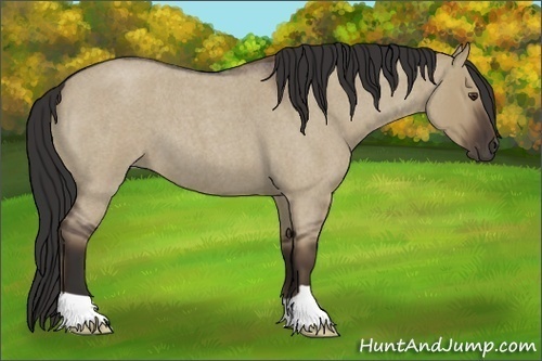 Horse Color:Liver Red Dun Roan 