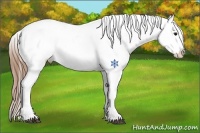 Horse Color:Buckskin Appaloosa 