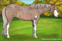 Horse Color:Silver Bay Roan Sabino