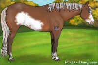 Horse Color:Silver Bay Sabino Frame 