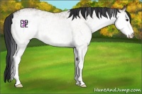 Horse Color:White Spotted Bay Dun 