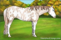 Horse Color:Buckskin Ice Pearl Splash Appaloosa Rabicano