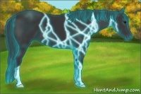 Horse Color:Thunderstruck Black 