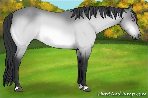 Horse Color:Buckskin Chinchilla