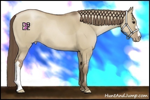 Horse Color:Grullo Pearl 