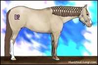 Horse Color:Grullo Pearl 