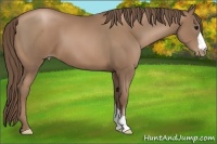 Horse Color:Black Pearl
