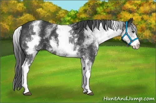 Horse Color:White Spotted Black
