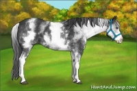 Horse Color:White Spotted Black 