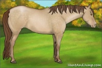Horse Color:Bay Pearl Dun