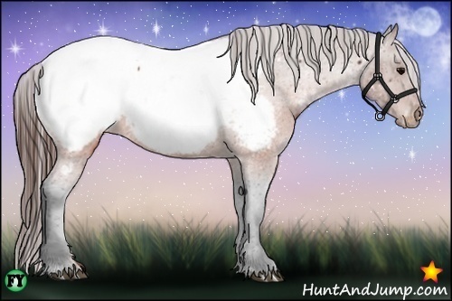 Horse Color:Brown Appaloosa