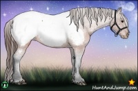 Horse Color:Brown Appaloosa 