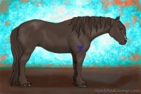 Horse Color:Liver Chestnut 