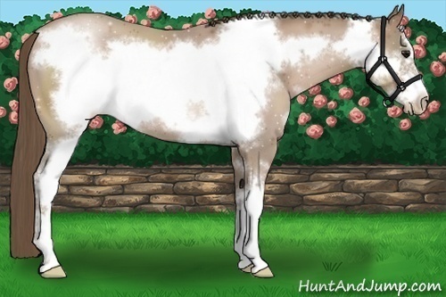 Horse Color:Black Pearl Sabino Frame 