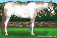 Horse Color:Black Pearl Sabino Frame