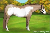 Horse Color:Black Pearl Sabino Frame 