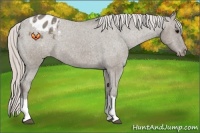 Horse Color:Silver Grullo Appaloosa 