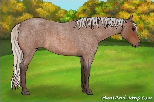 Horse Color:Silver Bay Roan 